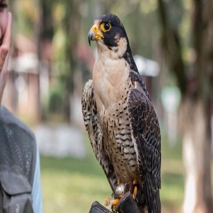 Ingressos Centro de Falcoaria